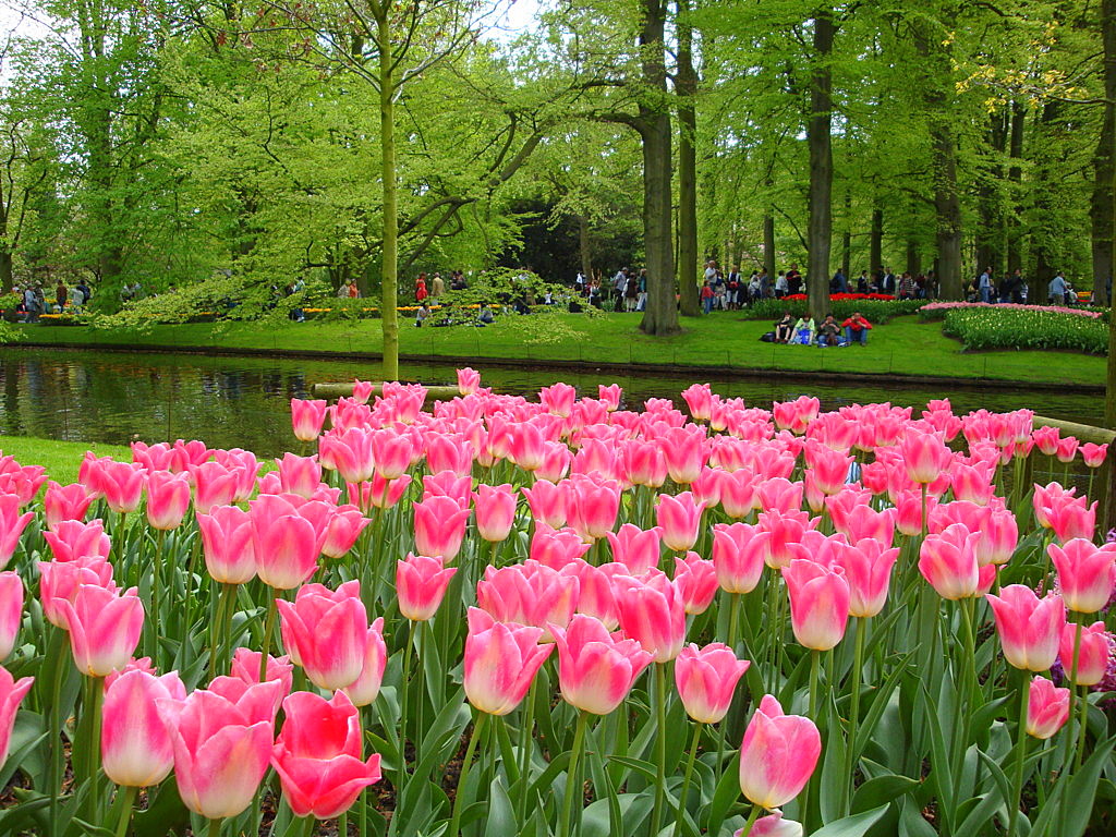  Keukenhof Tulip Gardens